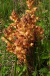 Orobanche gracilis