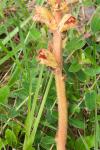 Orobanche gracilis