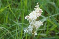 Filipendula vulgaris