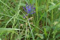 Muscari comosum
