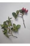 Rosa deseglisei
