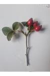 Rosa deseglisei