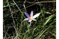 Colchicum autumnale