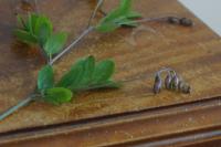 Lathyrus niger