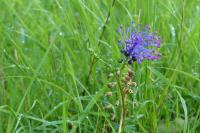 Muscari comosum