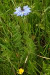 Nigella damascena