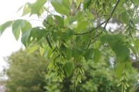 Acer negundo