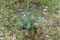 Euphorbia lathyris