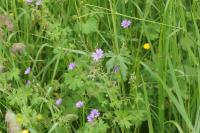 Geranium columbinum