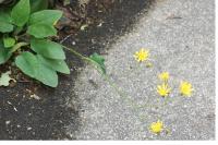 Hieracium murorum