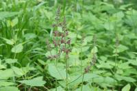 Stachys sylvatica