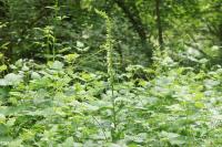 Digitalis lutea