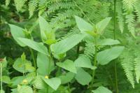Scrophularia nodosa