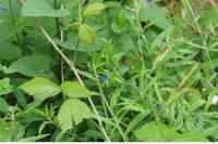 Aegonychon purpurocaeruleum