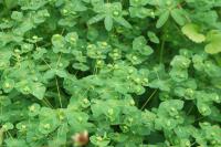 Euphorbia amygdaloides