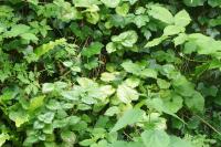 Lamium galeobdolon
