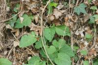Solanum dulcamara