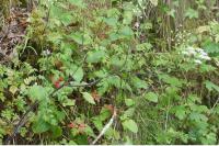 Chaerophyllum temulum
