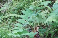 Polygonatum multiflorum