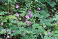 Silene dioica