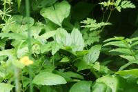 Valeriana officinalis
