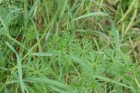Geranium dissectum