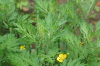 Artemisia vulgaris