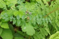 Vicia sepium