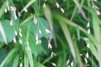 Melica uniflora