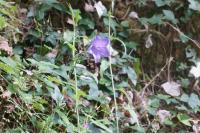 Campanula persicifolia