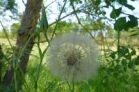 Tragopogon pratensis
