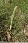 Himantoglossum hircinum