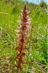 Orobanche amethystea