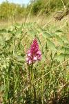 Anacamptis pyramidalis