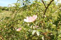 Rosa cinnamomea
