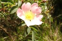 Rosa cinnamomea