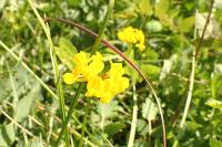 Hippocrepis comosa