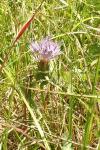 Carthamus mitissimus