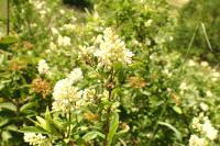 Ligustrum vulgare