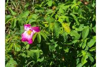 Rosa gallica