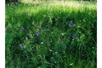 Lathyrus latifolius