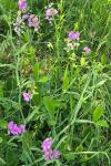 Lathyrus latifolius