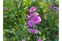 Lathyrus latifolius