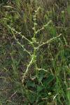 Rumex pulcher