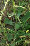 Rumex pulcher