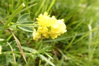 Medicago sativa subsp. falcata