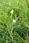 Medicago sativa subsp. falcata