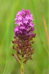 Anacamptis pyramidalis