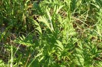 Tanacetum vulgare