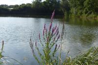 Lythrum salicaria